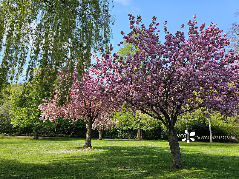 公园内樱花树的景观图片素材
