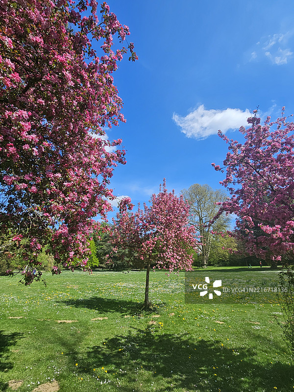 公园里的樱花树景观图片素材