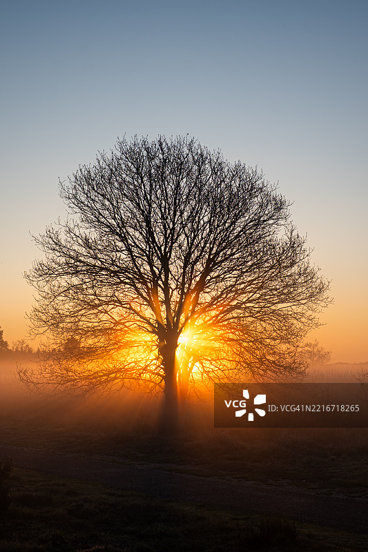 日落时分，树木的剪影映衬在天空中图片素材