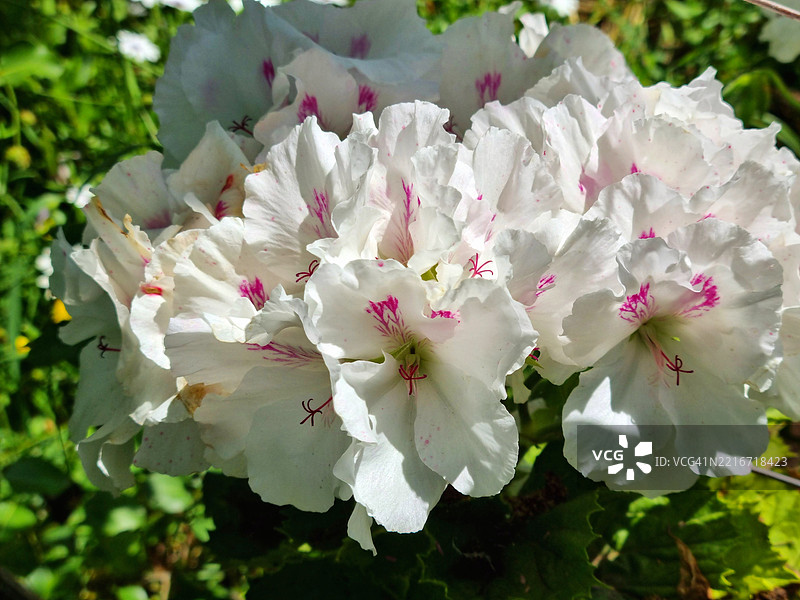 盛开的白色天竺葵花图片素材