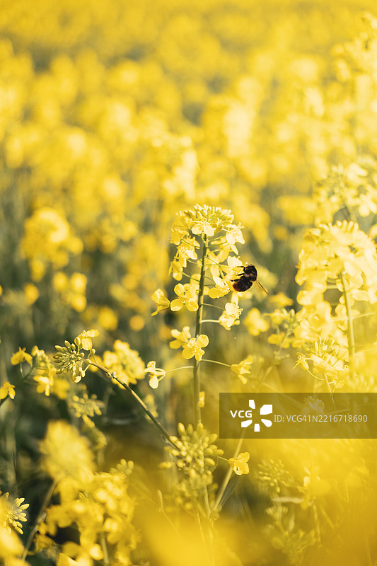 蜜蜂在黄色花朵上的特写镜头图片素材