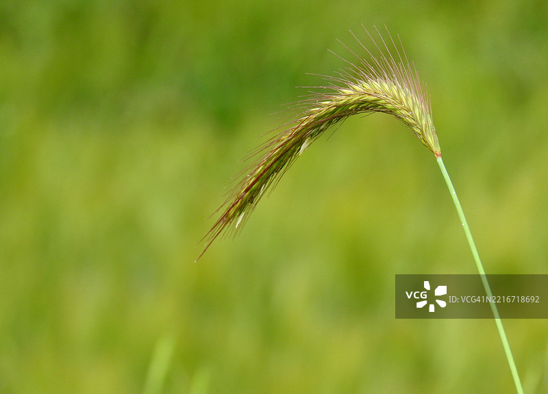 小麦植物特写图片素材