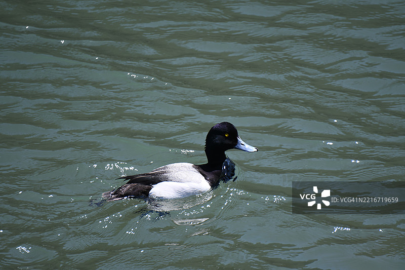 高角度视图的野鸭在湖中游泳，日本图片素材