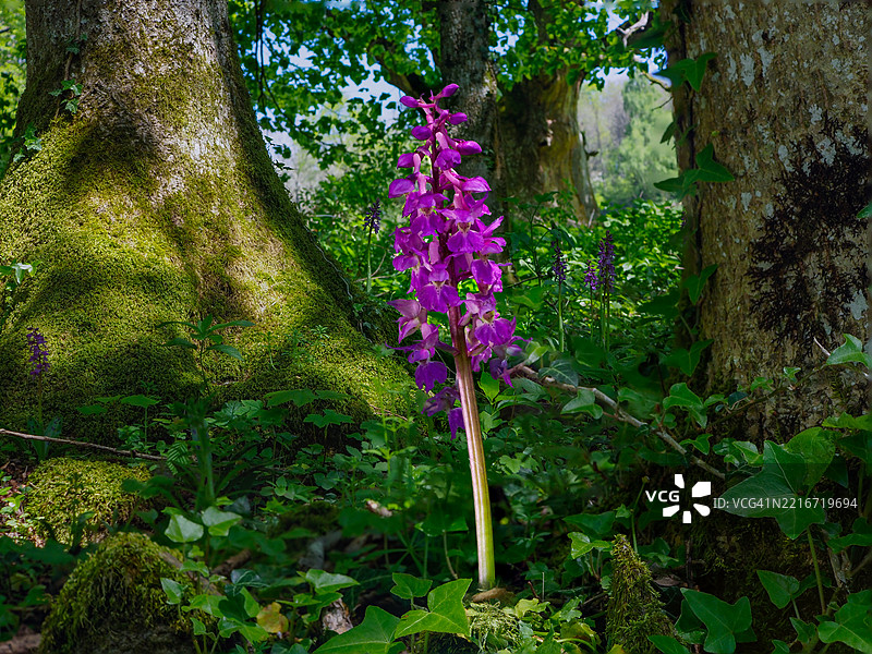 德国弗赖阿姆特森林中的盛开兰花景观图片素材