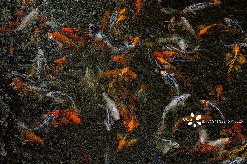 池塘中游动的锦鲤特写镜头图片素材