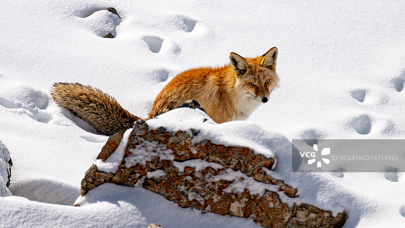雪地上的红狐肖像图片素材