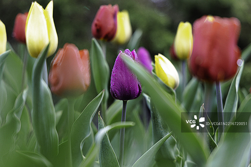 紫色郁金香的特写，印第安纳州南本德，美国图片素材