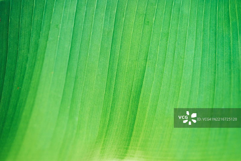 鲜艳绿色的香蕉叶特写，清晰可见的叶脉和自然纹理图片素材