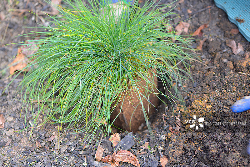 蓝色羊茅图片素材