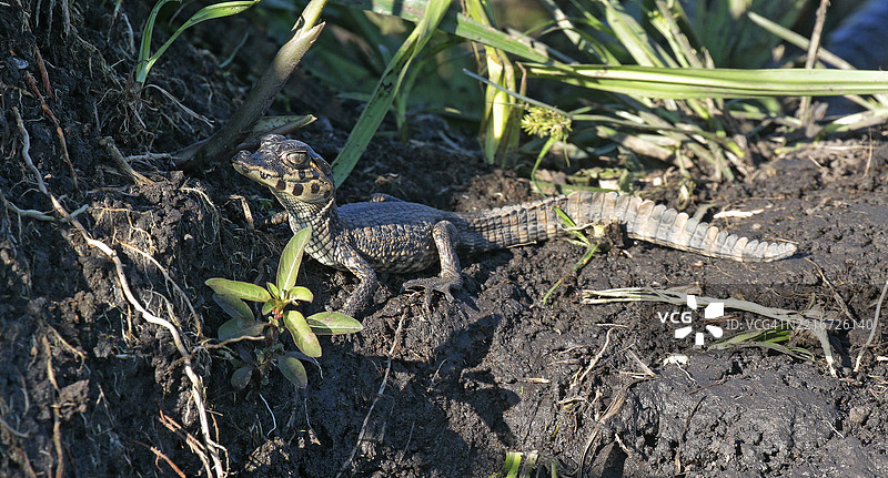 雅卡雷凯门鳄繁殖图片素材