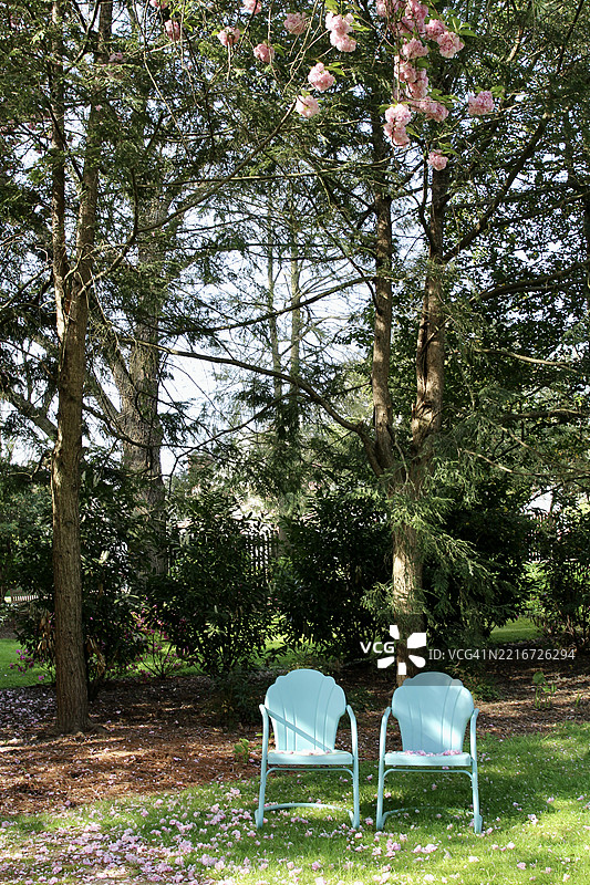 春天的花园里，粉色樱花树下有蓝色复古金属椅子。图片素材