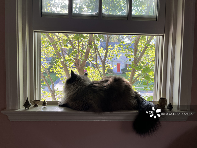 坐在窗边的布偶猫，望着外面的世界。昏暗的房间里，猫的轮廓在窗外的光线中显现。图片素材