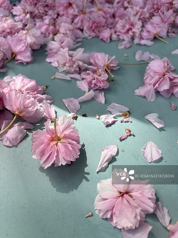 春天花园里一把蓝色复古金属椅，坐落在粉色樱花树下。椅子上散落着粉色花瓣的特写。图片素材