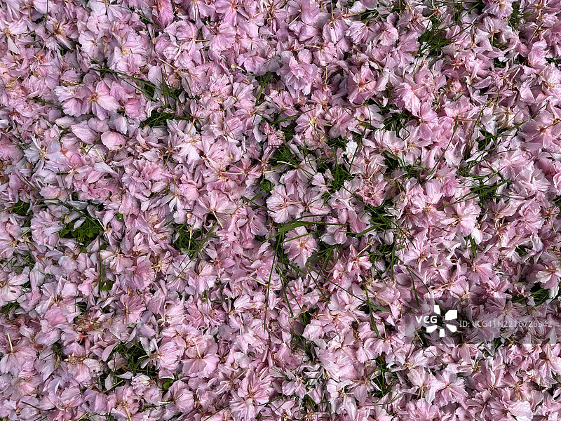 粉色樱花花瓣洒落在绿色草地上。图片素材