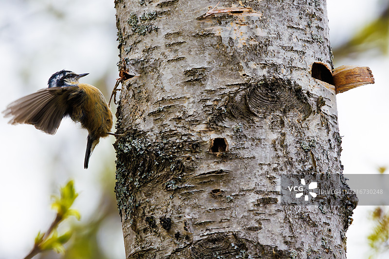 红胸鹪鹩鸟图片素材