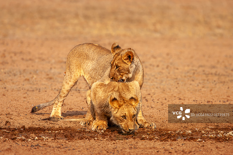 两只狮子在散步图片素材