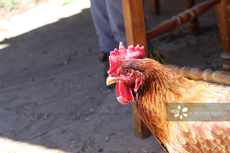 公鸡特写，科本代尔，科罗拉多州，美国图片素材