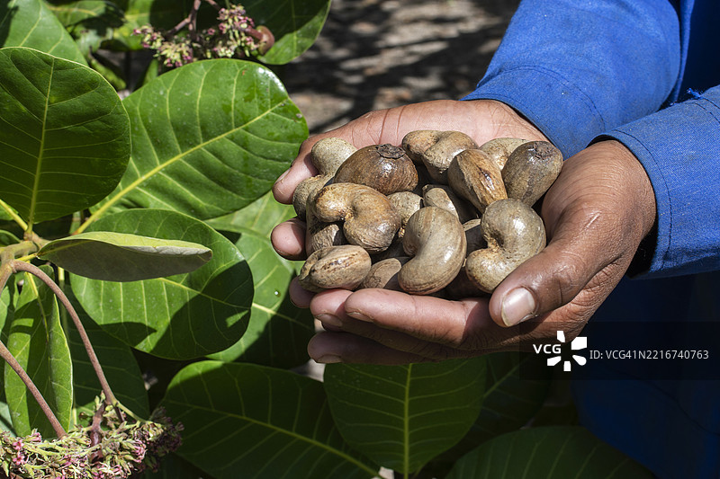 农民在泰国农场手持有机腰果种子图片素材