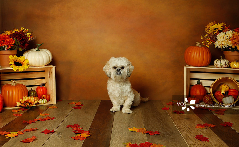 万圣节期间坐在家里的西施犬肖像，伊利诺伊州芝加哥，美国图片素材