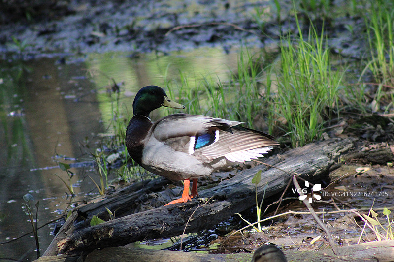 特写的鸭子栖息在木头上，克里夫科尔，密苏里州，美国图片素材
