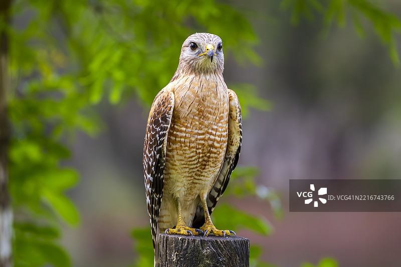 栖息在木桩上的猫头鹰特写， 美国， 美国图片素材