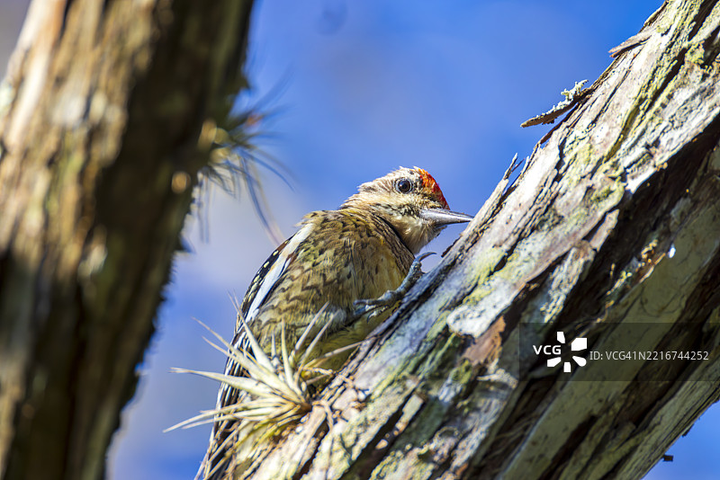 低角度视图的啄木鸟栖息在树上，美国图片素材