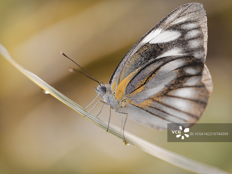 蝴蝶特写镜头图片素材