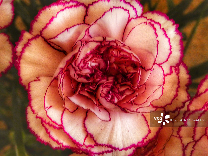 枯萎玫瑰的特写镜头图片素材