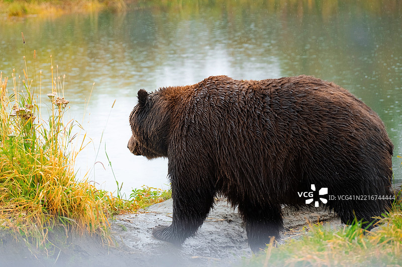 阿拉斯加河岸附近的灰熊，阿拉斯加，美国图片素材
