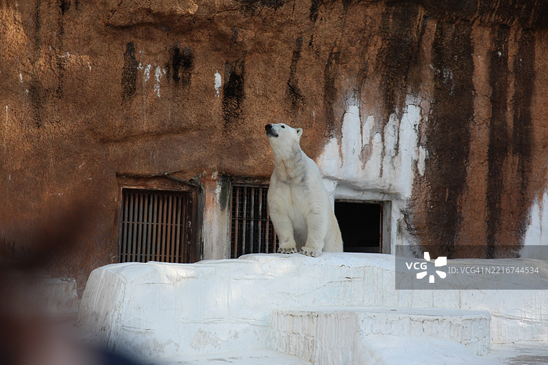 日本防护墙上的海豹特写图片素材