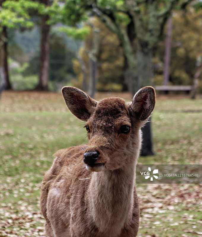 田野上站着的鹿的肖像图片素材