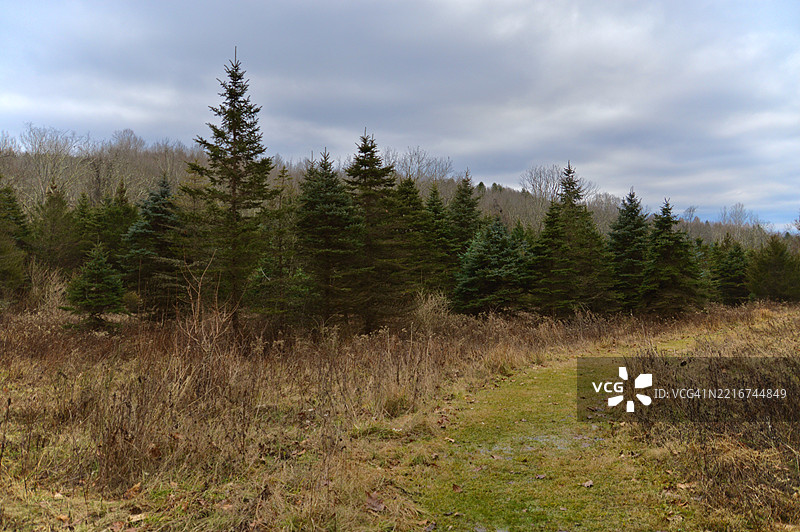 新泽西州的天空下，田野上的树木图片素材