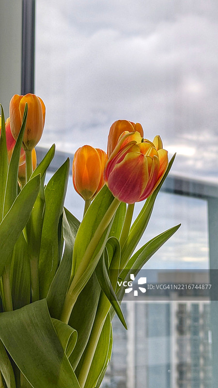 橙色郁金香的特写镜头图片素材