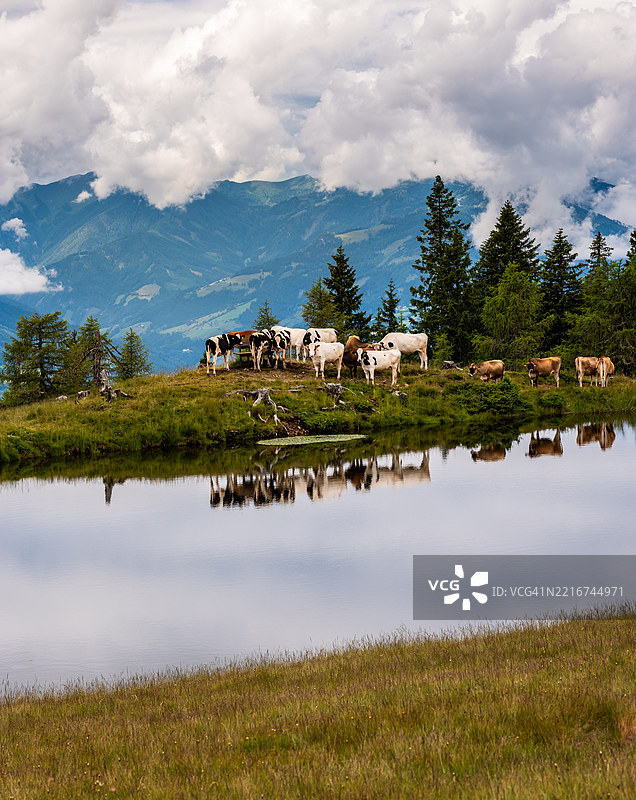 一群羊图片素材