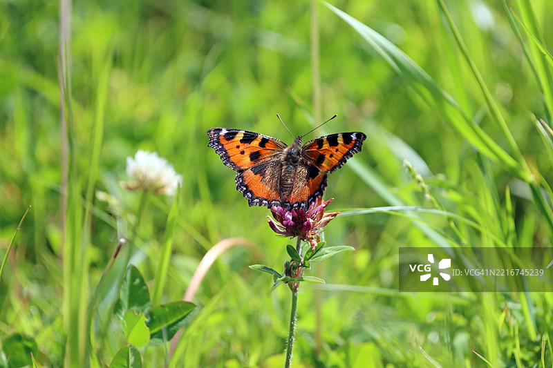 蝴蝶停在花朵上的特写镜头图片素材