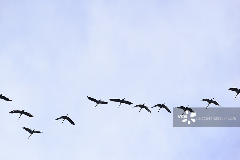 低角度视图的鸟在天空中飞翔，德国图片素材