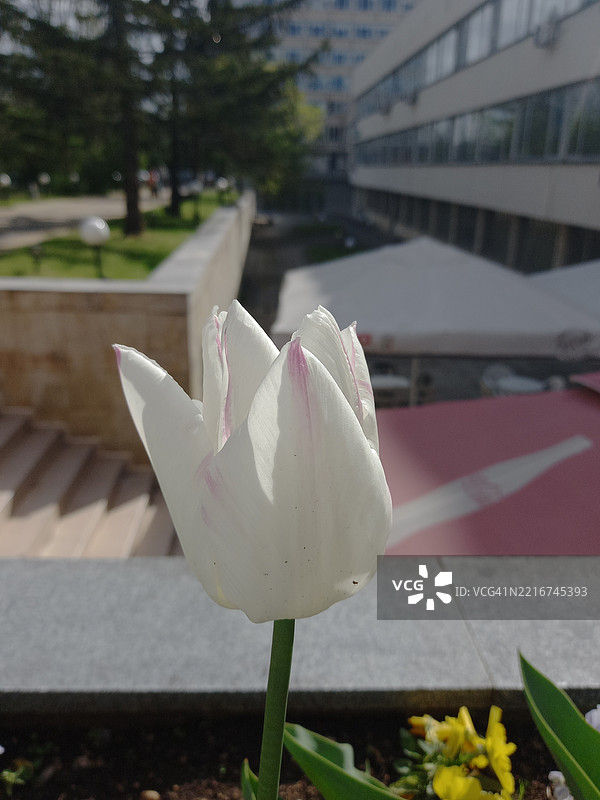 白色花朵特写，保加利亚索非亚市省图片素材