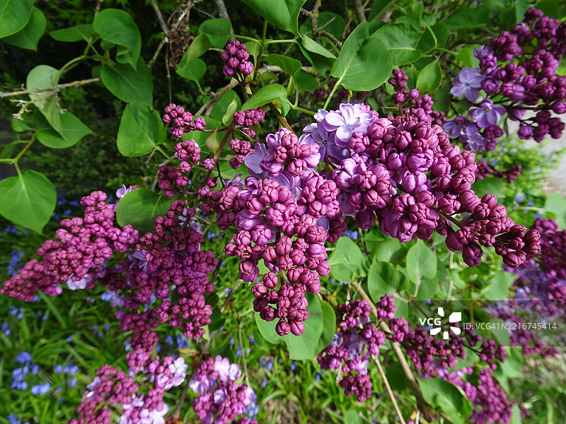 紫色开花植物的特写镜头图片素材