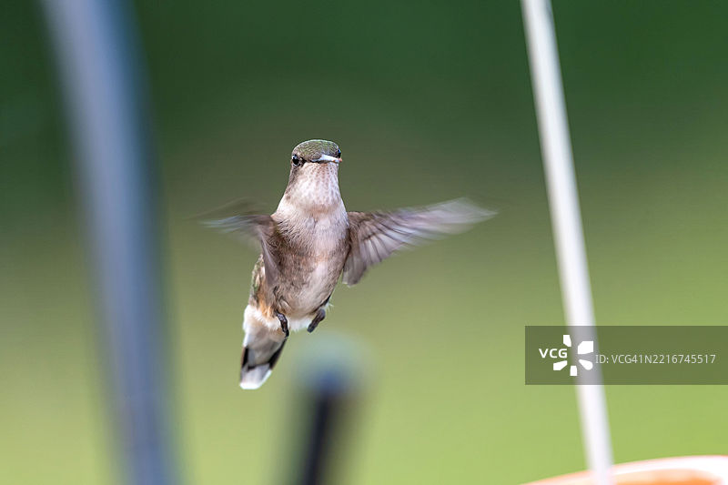 飞翔中的蜂鸟特写，威斯康星州沃朋，美国图片素材