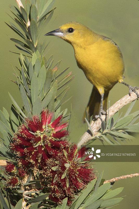 雌性兜帽黄鹂与瓶刷植物花朵图片素材