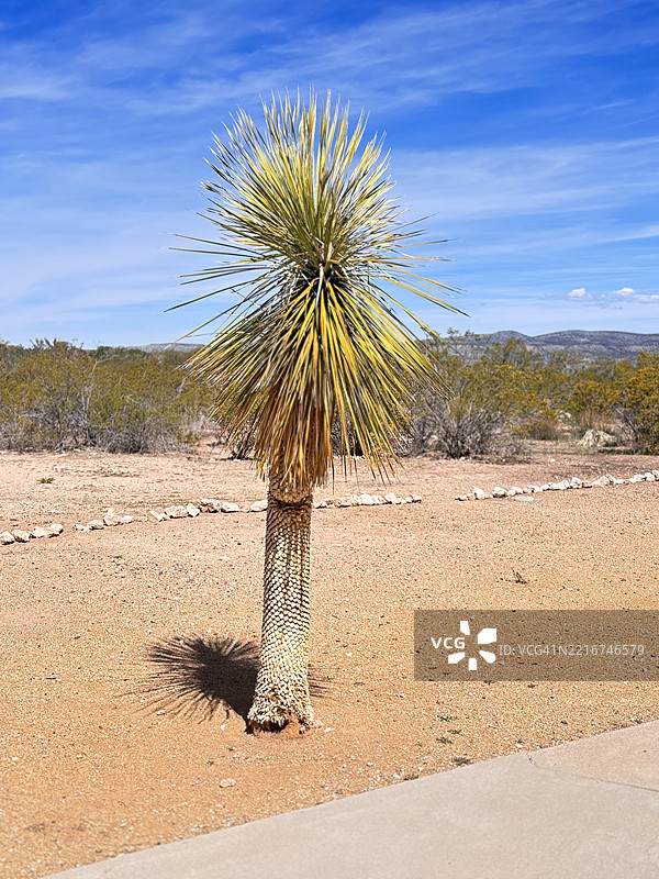 亚利桑那州雅瓦派县的天空下的田野上的树木图片素材