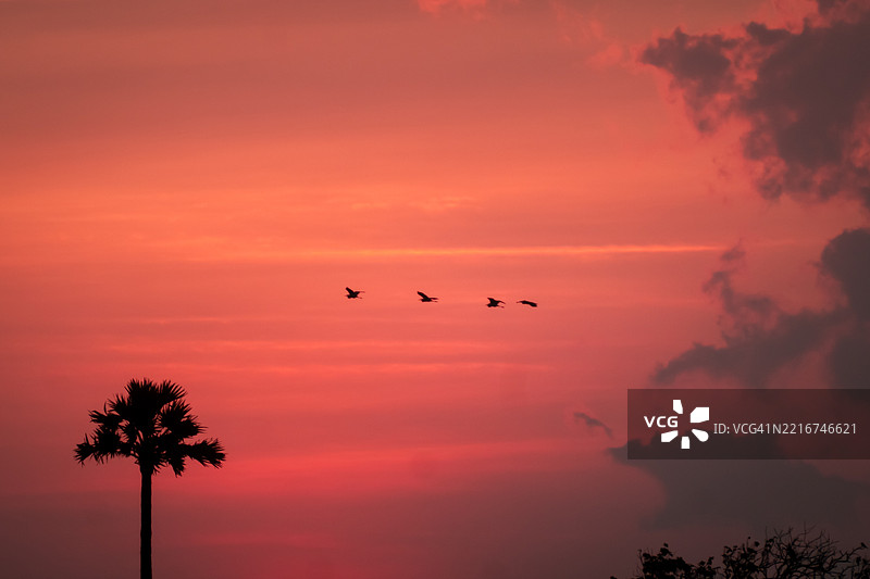 鸟群在橙色天空中飞翔的剪影图片素材