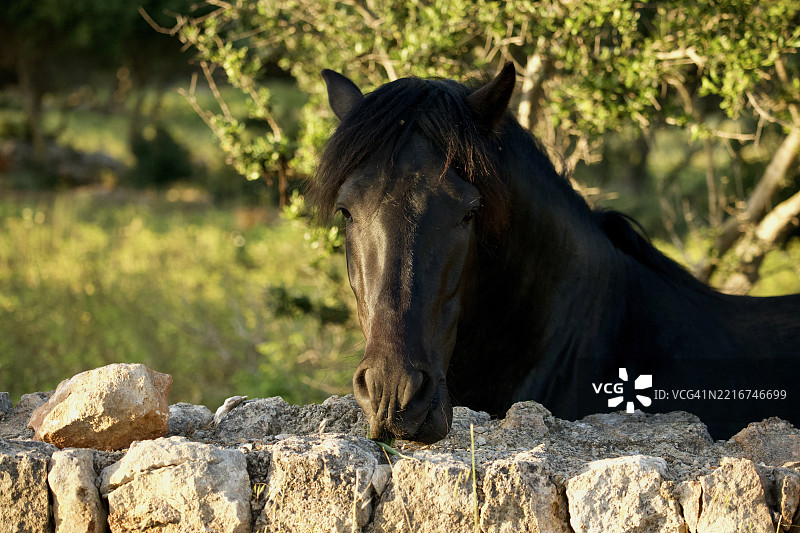 美国岩石上的纯种马特写图片素材