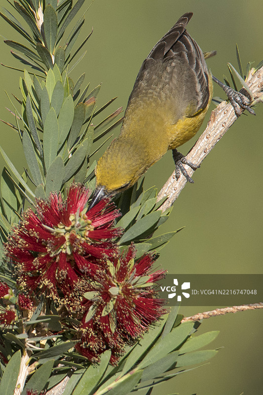 雌性兜帽黄鹂在瓶刷植物花朵上觅食图片素材