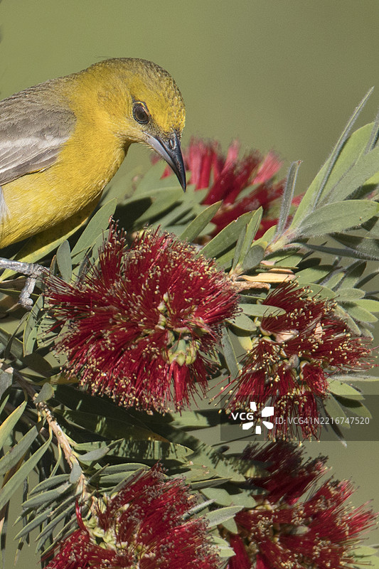 雌性兜帽黄鹂与瓶刷植物花朵特写图片素材