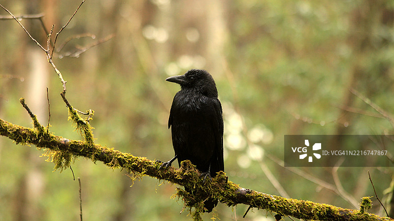 孤独的乌鸦栖息在森林中的苔藓树枝上，盖特林堡，美国图片素材