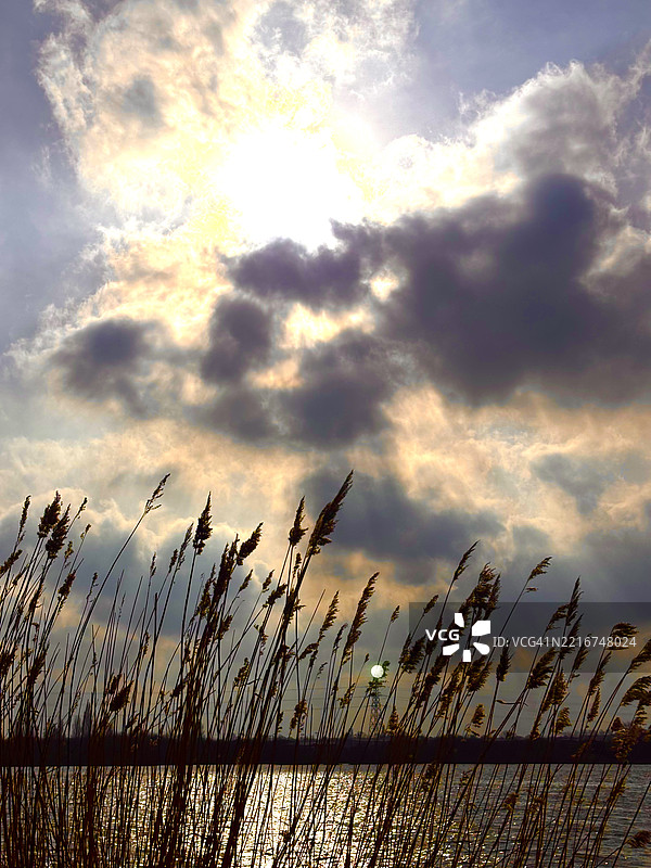 湖面上的戏剧性日落，前景有高草，英国雷特福德图片素材