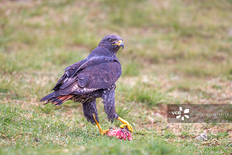 草原上站在猎物上的豺狼鹰图片素材