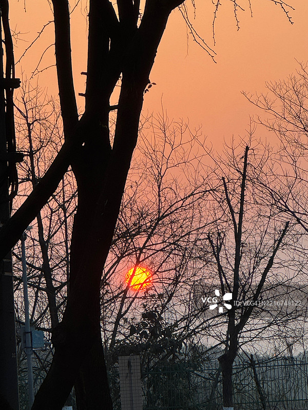 重庆，中国，生机勃勃的日落下的树木剪影图片素材