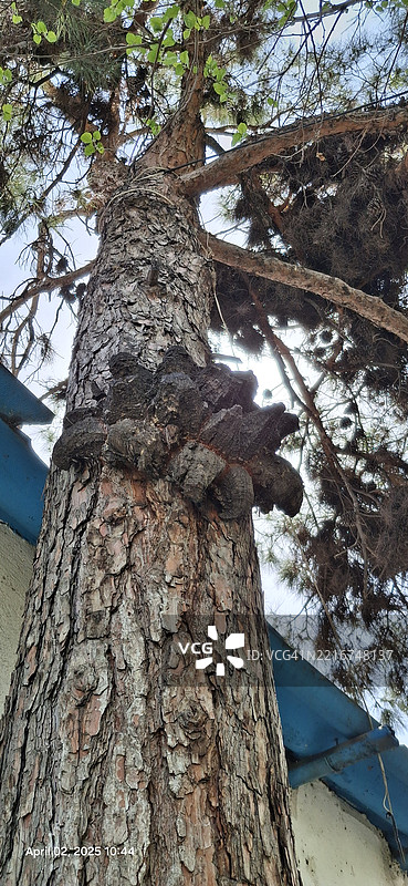 低角度视图的树干，带有真菌和树枝图片素材